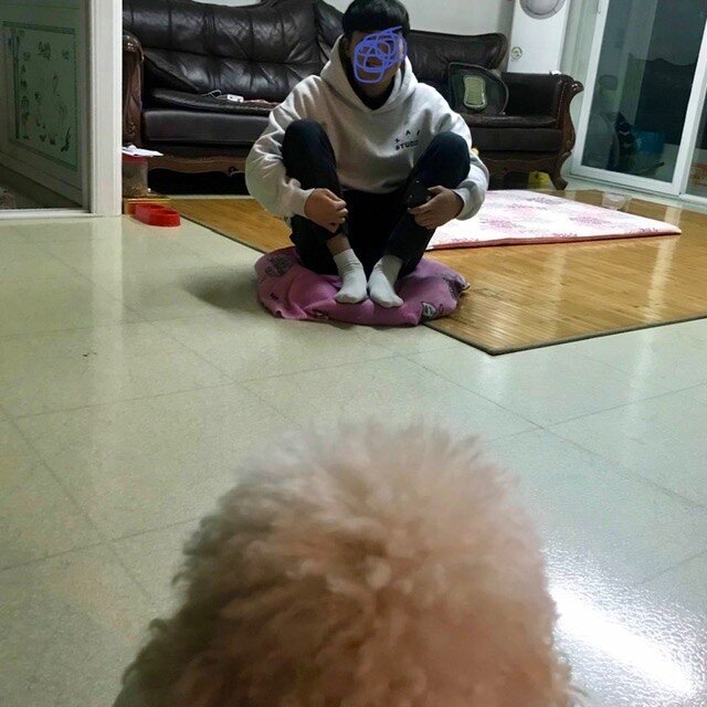 댕댕이 마약방석 뺏엇다