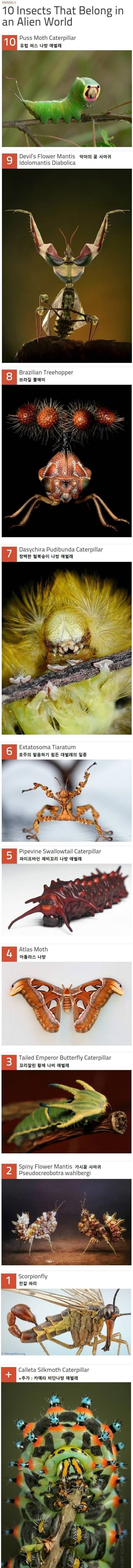 형이 좋아하는 곤충들이다