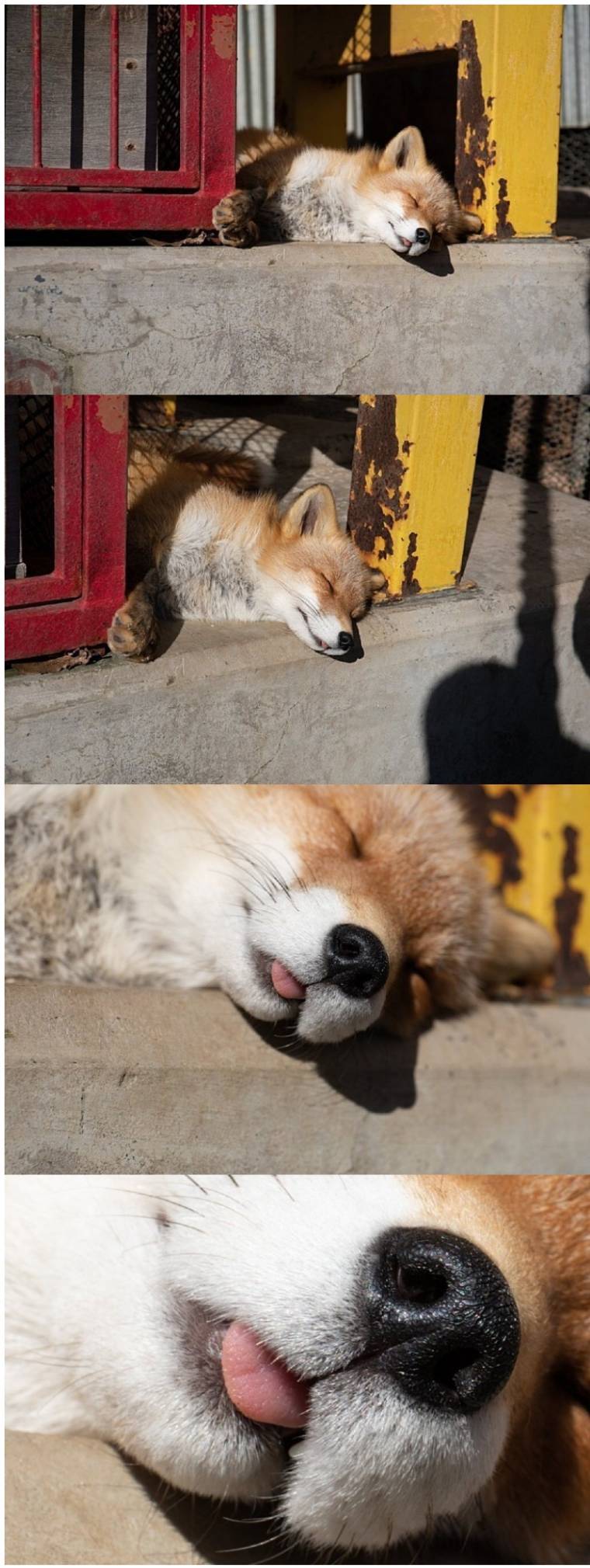 잠자는 아기여우