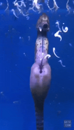 새끼낳는.. 해마..