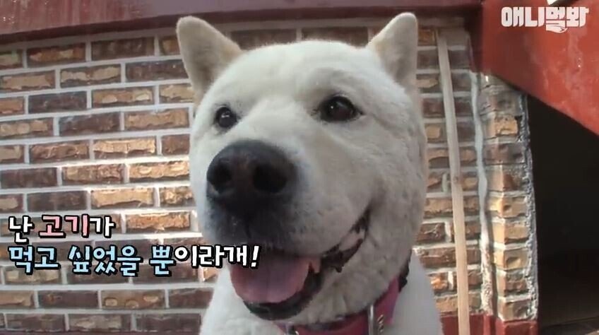 친구를 잃고 입맛을 잃어버린 댕댕이