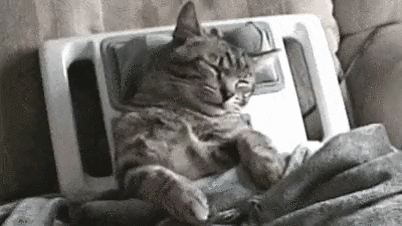 이상한 고양이들 모음