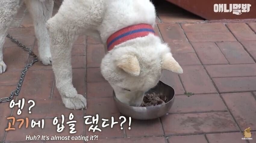 친구를 잃고 입맛을 잃어버린 댕댕이