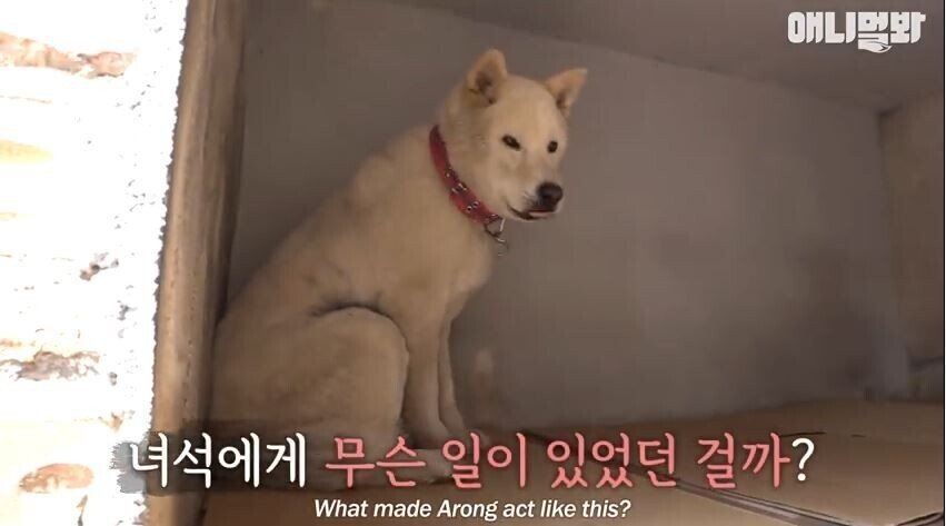 친구를 잃고 입맛을 잃어버린 댕댕이