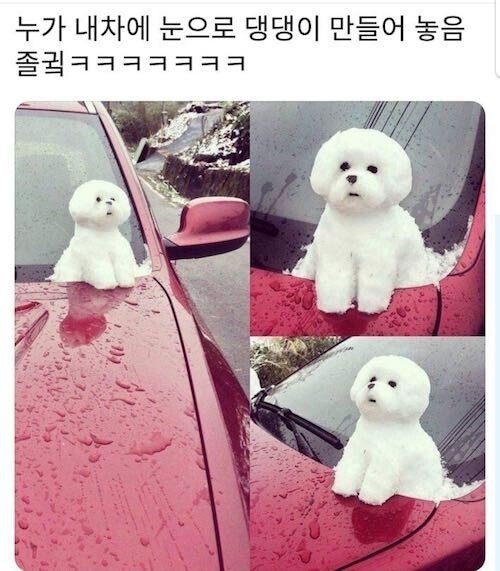 차 위에 유기된 강아지