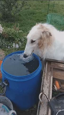 물 마시는 댕댕이 2마리