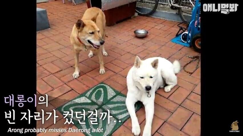 친구를 잃고 입맛을 잃어버린 댕댕이