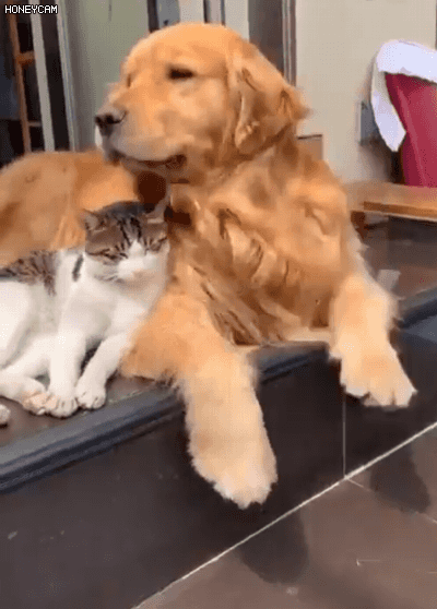 친구에게 간식 먹여주는 골댕이.gif