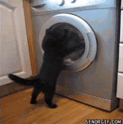 이상한 고양이들 모음