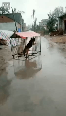 이사가는 댕댕이