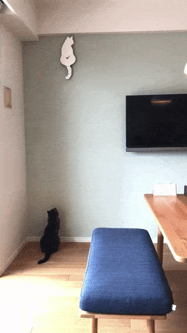 이상한 고양이들 모음