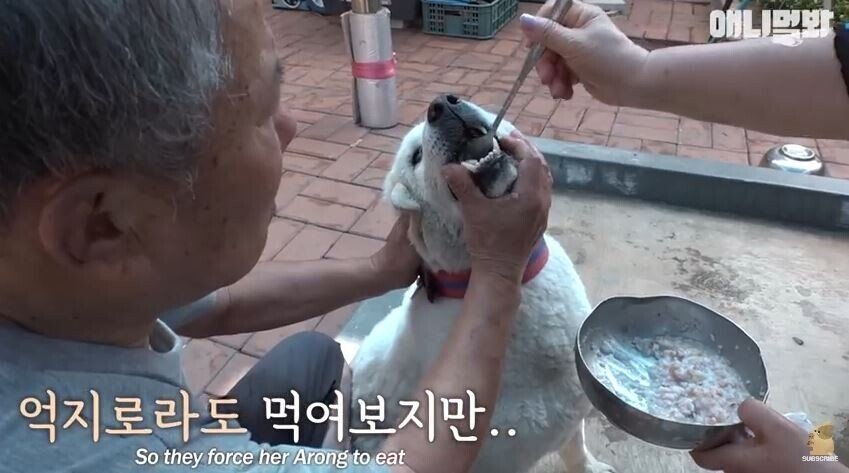 친구를 잃고 입맛을 잃어버린 댕댕이