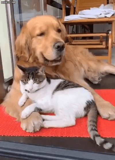 친구에게 간식 먹여주는 골댕이.gif