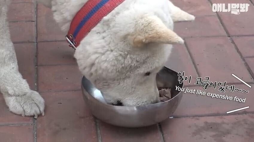 친구를 잃고 입맛을 잃어버린 댕댕이