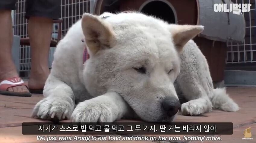 친구를 잃고 입맛을 잃어버린 댕댕이