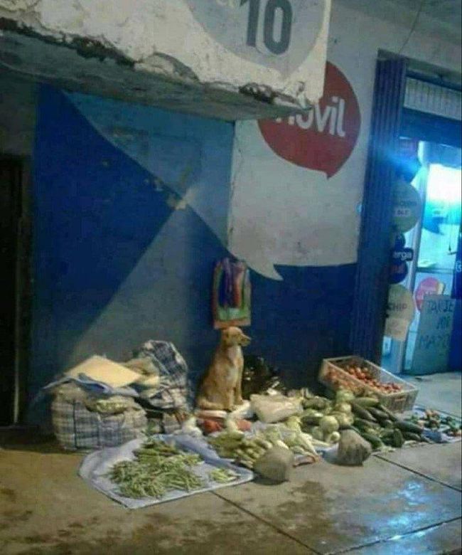 불법 노점상의 최후