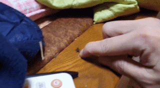 파리잡기 챔피언