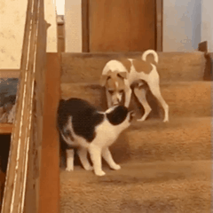 달리기 버튼 누른 고양이