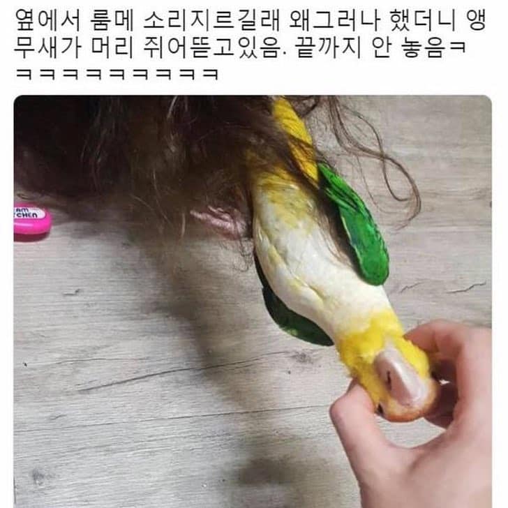 앵무새랑 머리채잡고 싸움