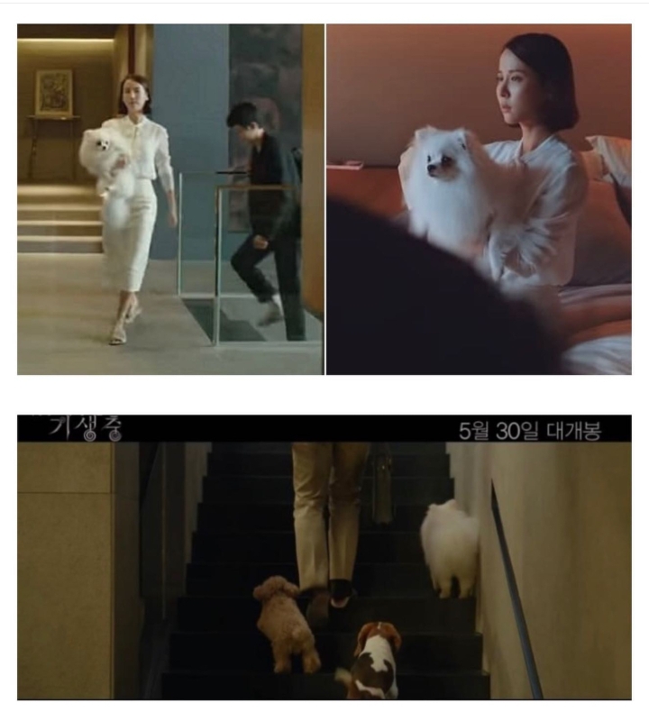 영화 기생충에 나온 멍뭉이들