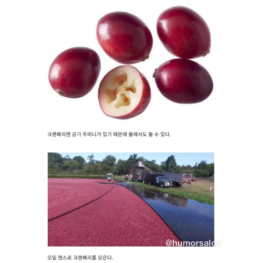 천조국의 크랜베리 수확방법