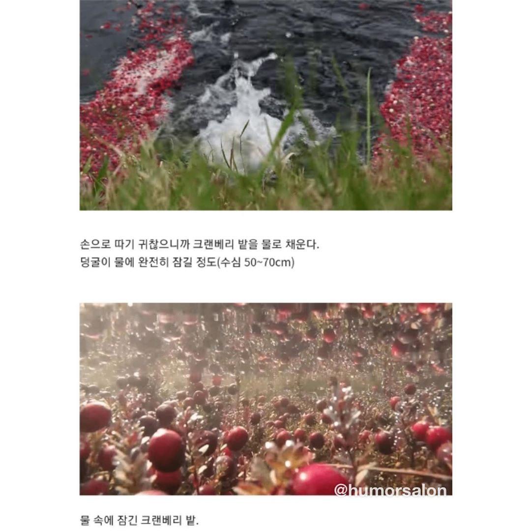 천조국의 크랜베리 수확방법