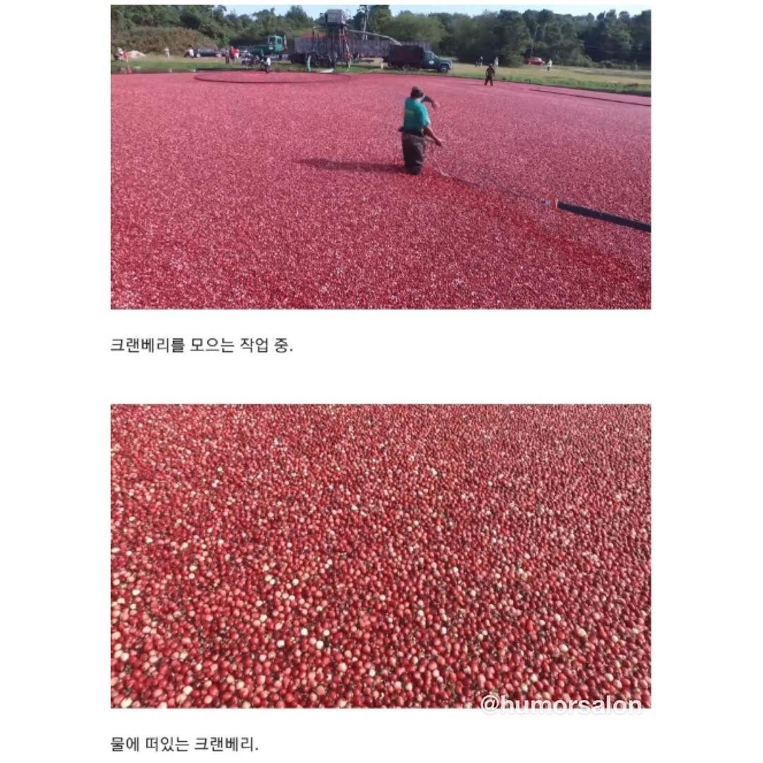 천조국의 크랜베리 수확방법