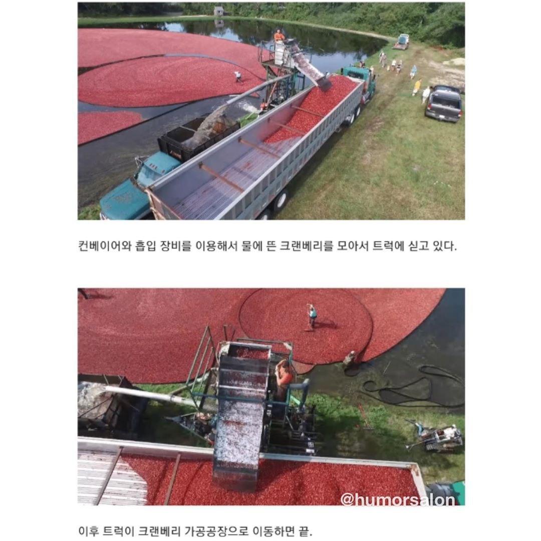 천조국의 크랜베리 수확방법
