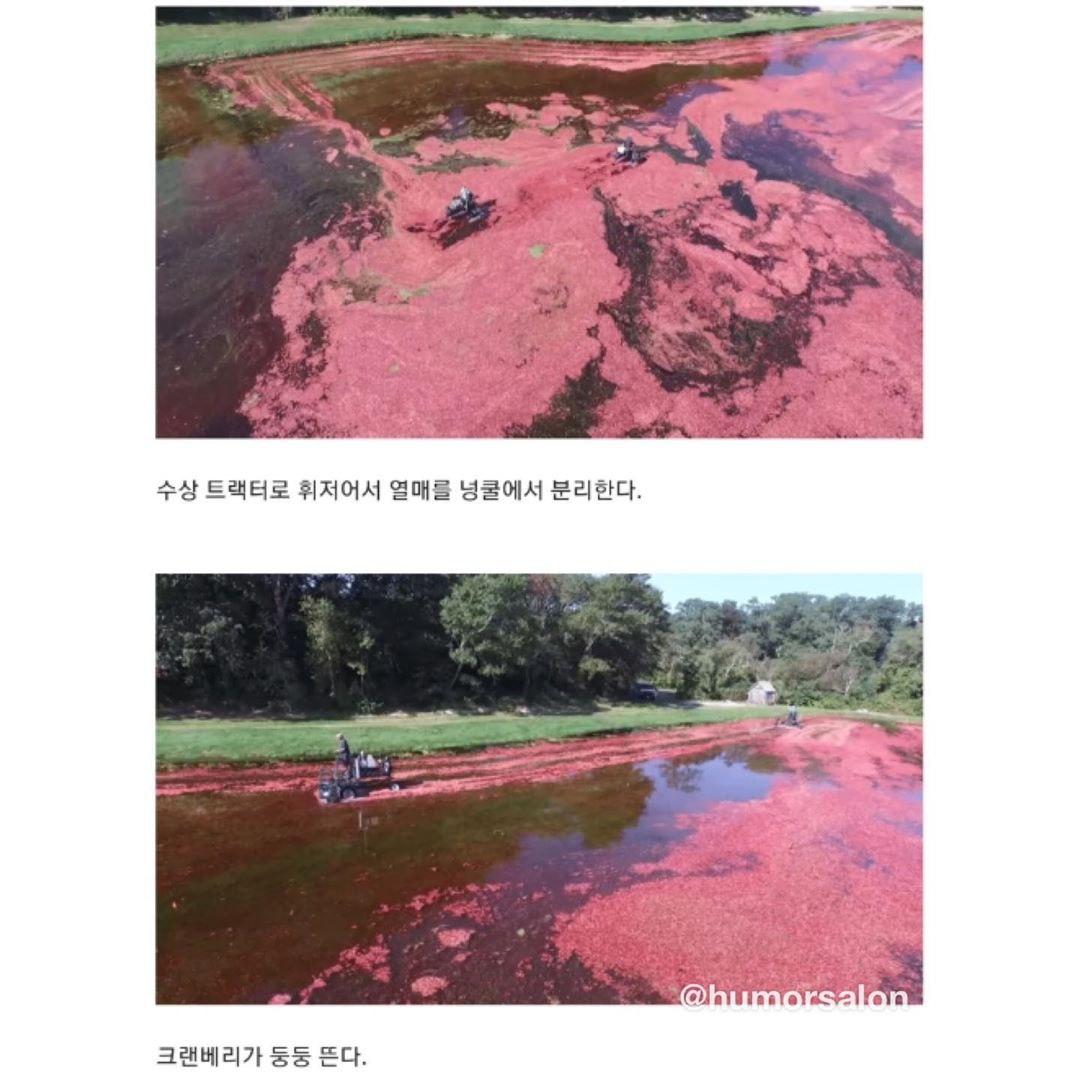 천조국의 크랜베리 수확방법