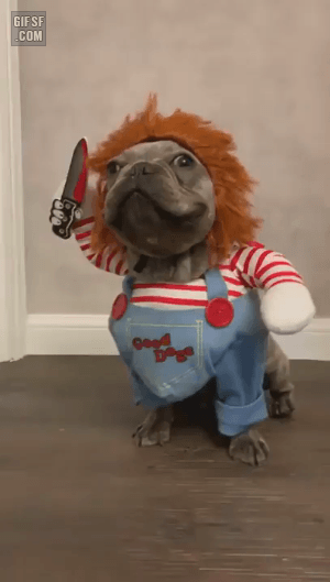 댕댕이한테 이상한 옷을 입히면 안 되는 이유.gif