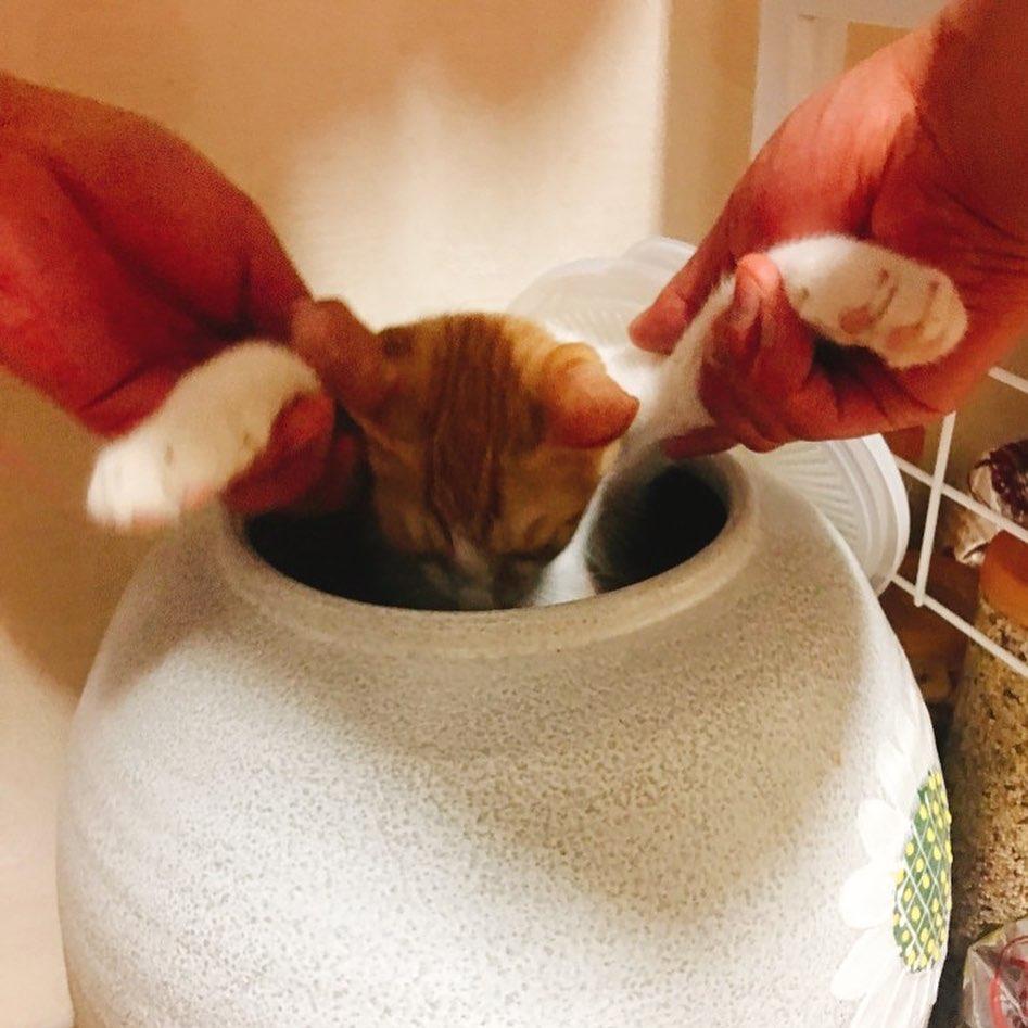 잃어버린 고양이를 찾음