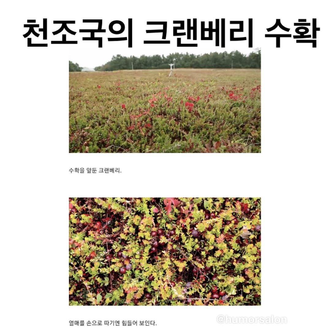 천조국의 크랜베리 수확방법