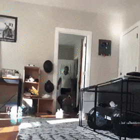 댕댕이한테 이상한 옷을 입히면 안 되는 이유.gif