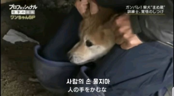 사람을 무는 개도 교정할 수 있다