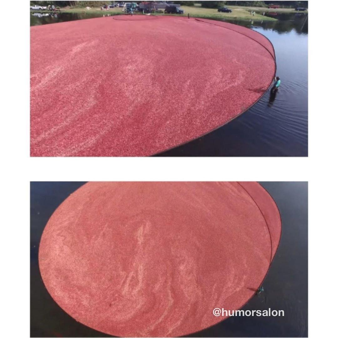 천조국의 크랜베리 수확방법