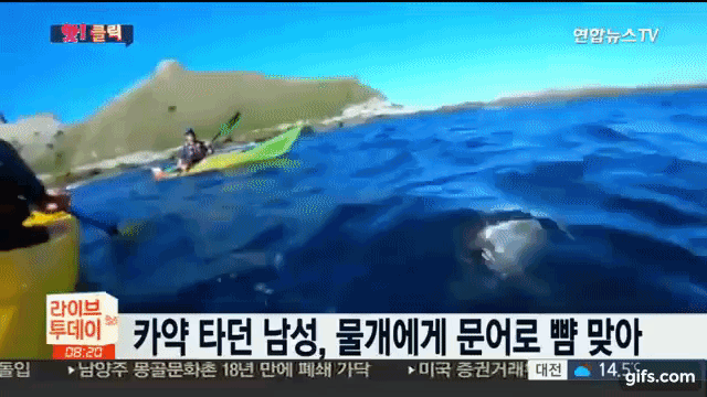 물개한테 문어로 싸대기 맞음