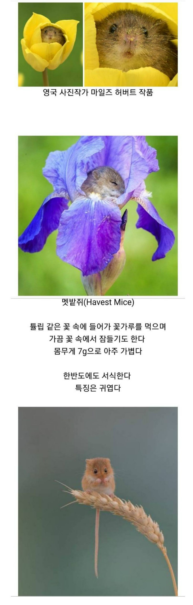 꽃속에서 잠자는 쥐